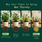 BloomaCare Natural Houseplant Food (120ml)
