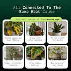 BloomaCare Natural Houseplant Food (120ml)